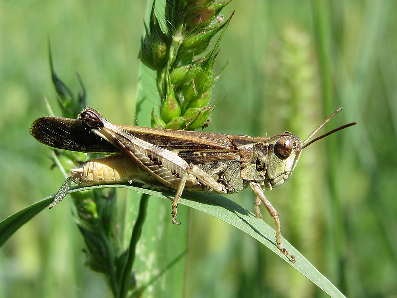 Aiolopus cfr. strepens